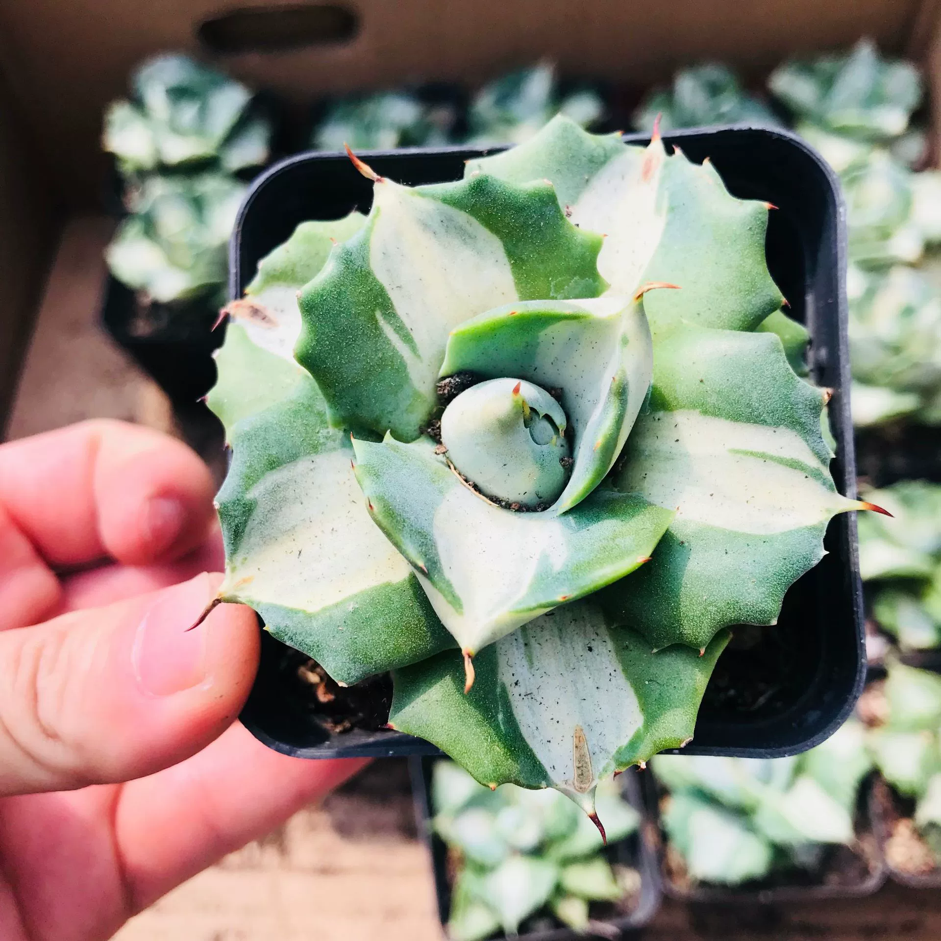 Мясистые растения маленькая горшечная принцесса Бог гром белый пятнистый язык дракона Орхидея поверхность стола мясистые милые интересные растения оптом