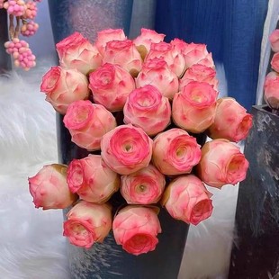 Wine Glass Mountain Rose Peach Pink Yero Egg Succulent Plant Potted Indoor Balcony Creative Desktop Flower