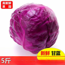 新鲜紫甘蓝菜现砍现发5/10斤沙拉菜农家蔬菜紫椰菜紫包菜紫卷心菜