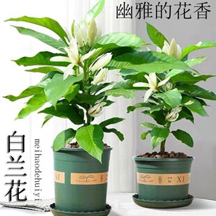 ���m�����԰����m���玧�����_�������S���m����G������