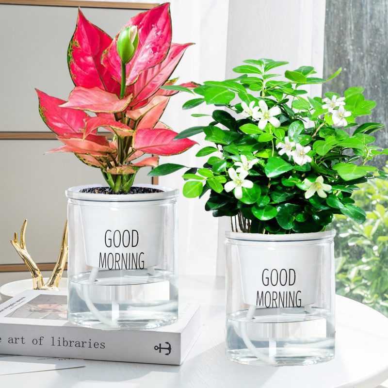 [특가] 구리향 + 지리홍(좋은 아침 분지) + 비료