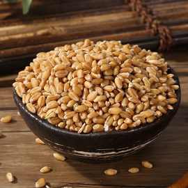批发小麦种子猫草麦芽糖小麦草种子500克装营养丰富发芽率高新种