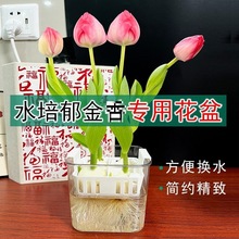 ������ˮ�ඨֲ�{����͸����������ˮ�B�����������4-8�N��