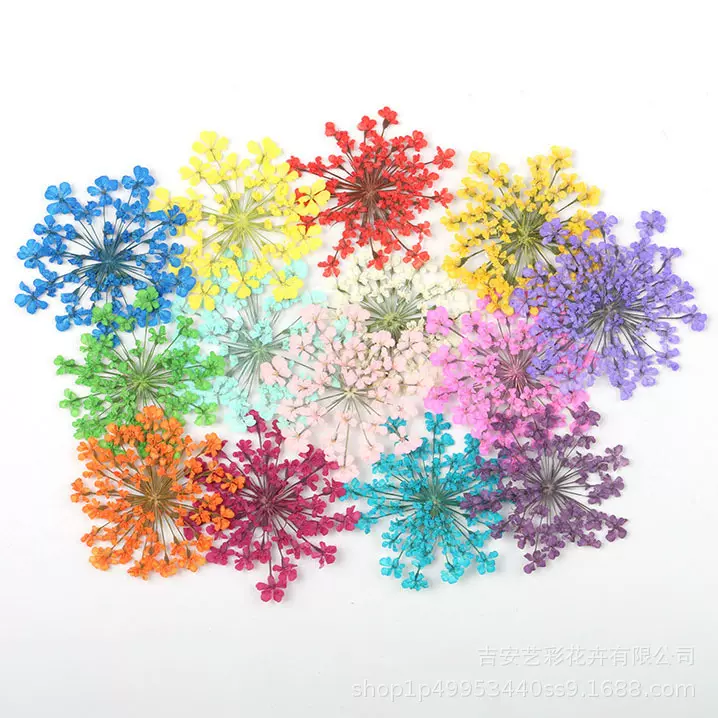 雪珠蕾丝花干花批发压花材料 diy真干花贴脸花亲子类美甲滴胶素材