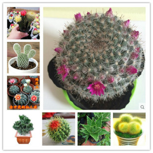 �������������������k������X�p�������ֲ������Gֲ�辰����