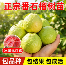 番石榴树果苗四季红心芭乐果树树苗南方种植庭院盆栽地栽当年结果