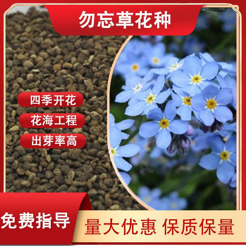 Семена холодостойких, простых в выращивании цветов «Незабудки» для осеннего посева, для ландшафтного дизайна и зеленого озеленения горшечных садов, светло-голубые цветочные семена.