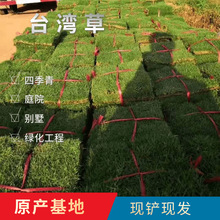 真草皮带土绿化草皮批发 草卷台湾草 马尼拉基地批发