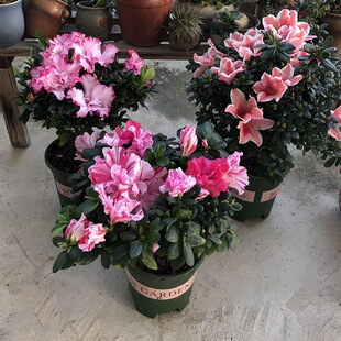 ����28���N��ֲ���҃Ȏ������ļ����B�����_�������Ի��^��ֲ�ﻨ