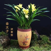 【耐寒】浓香型兰花苗室内盆栽兰花花卉墨兰建兰大花苞蕙兰年宵花