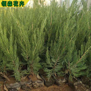 花壇苗木圖片 海量高清花壇苗木圖片大全 阿里巴巴