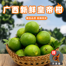 广西新鲜皇帝柑现摘现发皮薄易剥汁水丰盈鲜甜多汁爽口一件批发