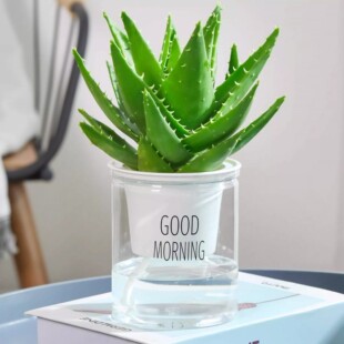 Aloe Vera Potted Plant Indoor Air Purifying Succulent Plant Flower Office Desktop Plant Air Purification