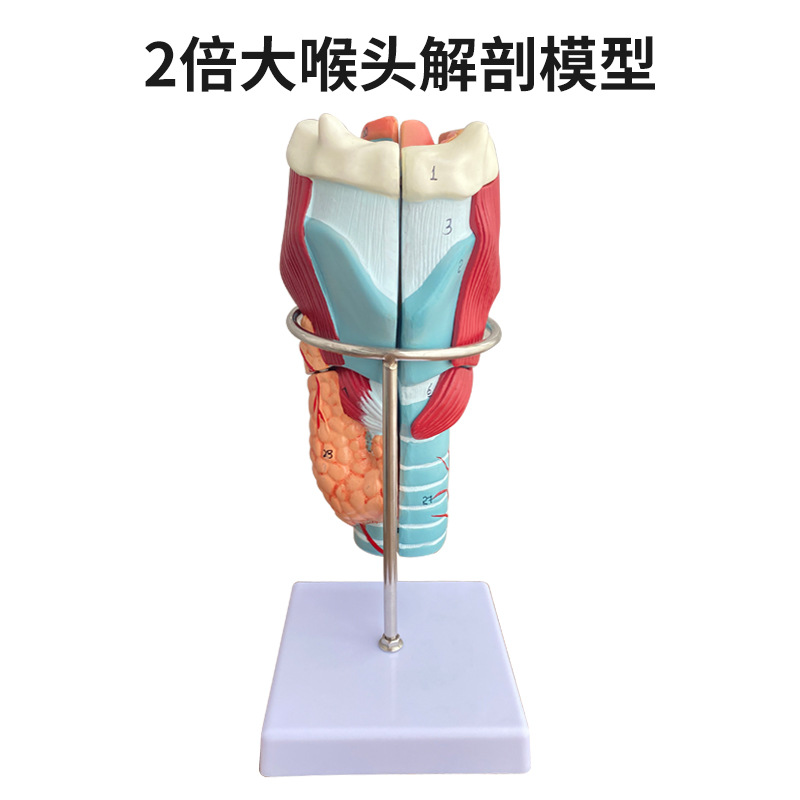 2���Ŵ��ʺ�ģ�ͺ����ʱ걾����Ѫ�ܼ�״�ٺ����ͷ���� ��ѧ����