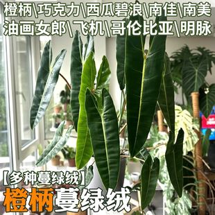 ���G�q�҃���ꎾGֲ���}�ȱ������ɹ����G�q�����ǿ���������ֲ��