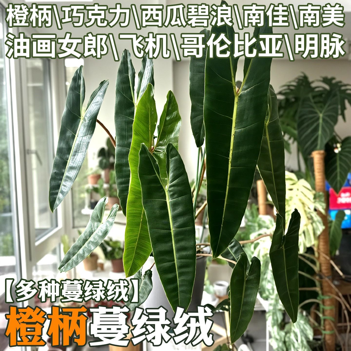 蔓绿绒室内耐阴绿植明脉橙柄南美荧光蔓绿绒天南星科雨林攀爬植物