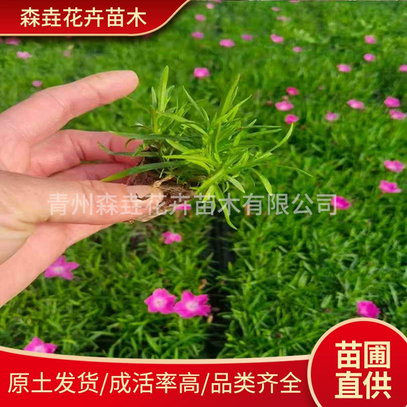 Европейские саженцы каменного кресса, многолетнее почвопокровное растение. Европейские саженцы каменного кресса, горшечные растения каменного кресса для проектов общественного озеленения.