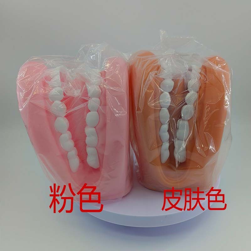 手袋式の歯の模型の口腔の模型の幼稚園の歯は模型を教えます。|undefined