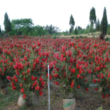 澳洲红千层种子红千层种子串钱柳红花柳室外庭院观赏树植物种子