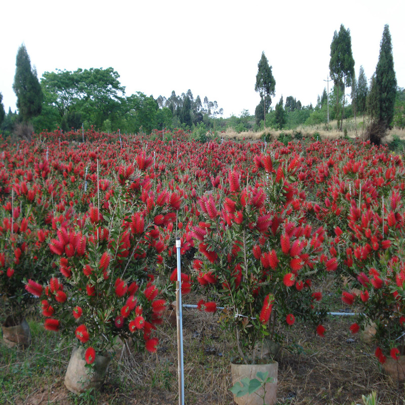 澳洲红千层种子红千层种子串钱柳红花柳室外庭院观赏树植物种子