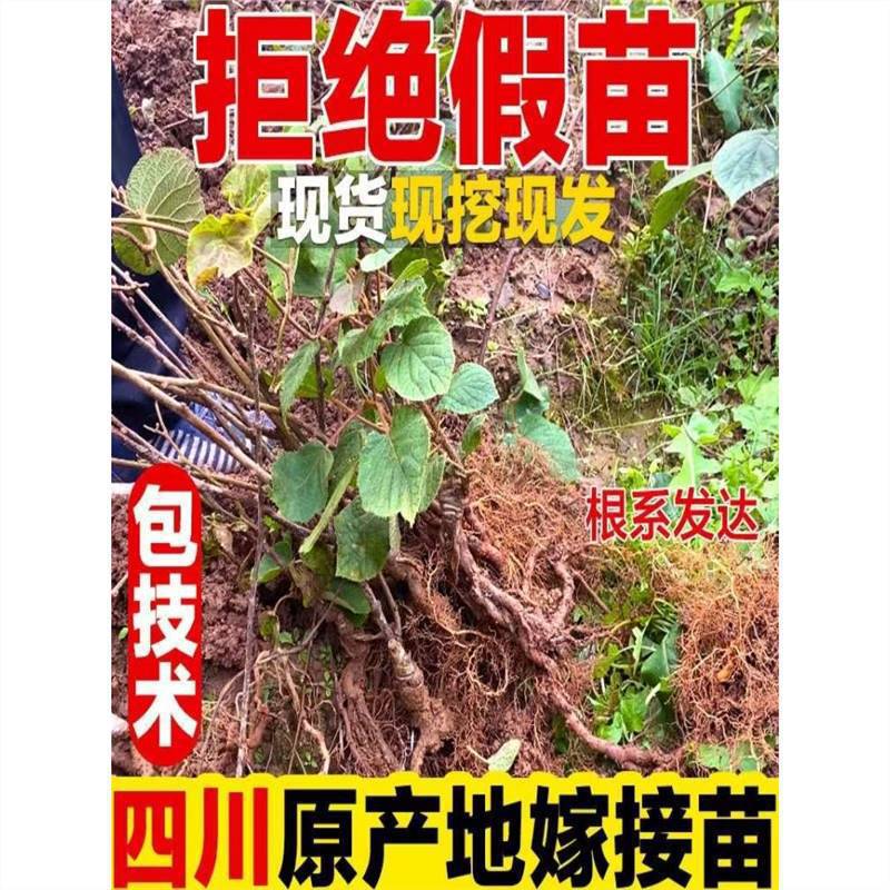 四川猕猴桃嫁接红心徐香软枣猕猴桃树地栽当年结果南北方种植