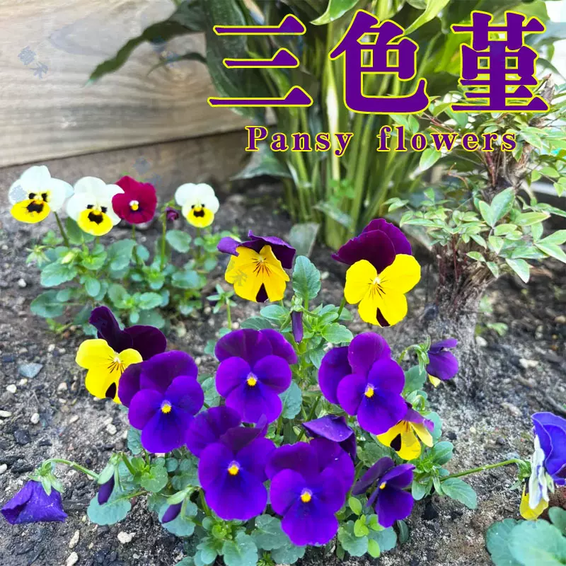 角堇三色堇种子盆栽花卉花苗带盆耐寒花期长阳台庭院观赏植物爆花
