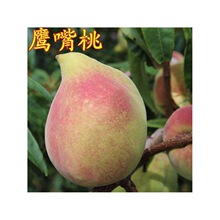 ���ڼ޽��Bƽ�����Ҙ��������ҹ�����ˮ���Ҙ��ϱ����Nֲ����Y��