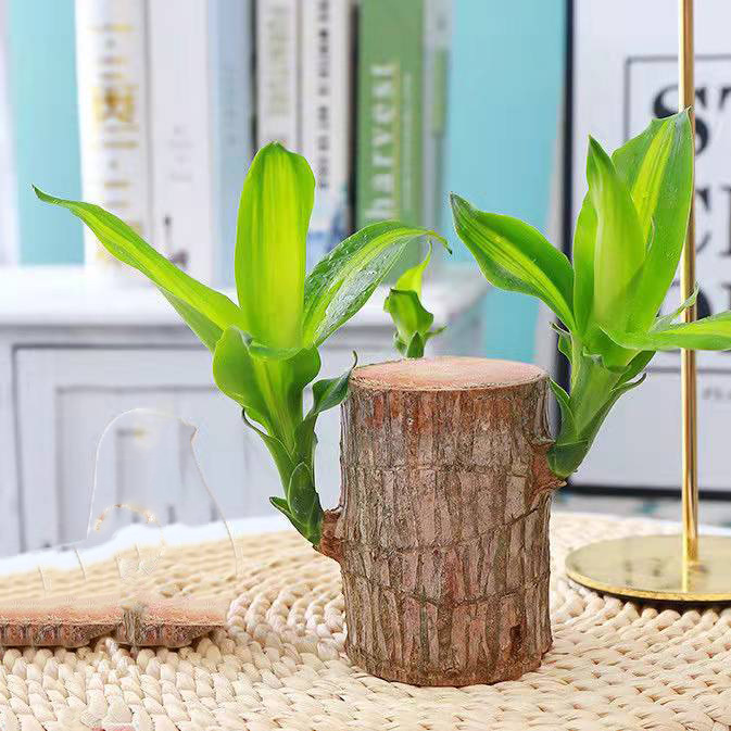 6- 7cm [발아 가능] 단일 브라질 목재(기타 제외)