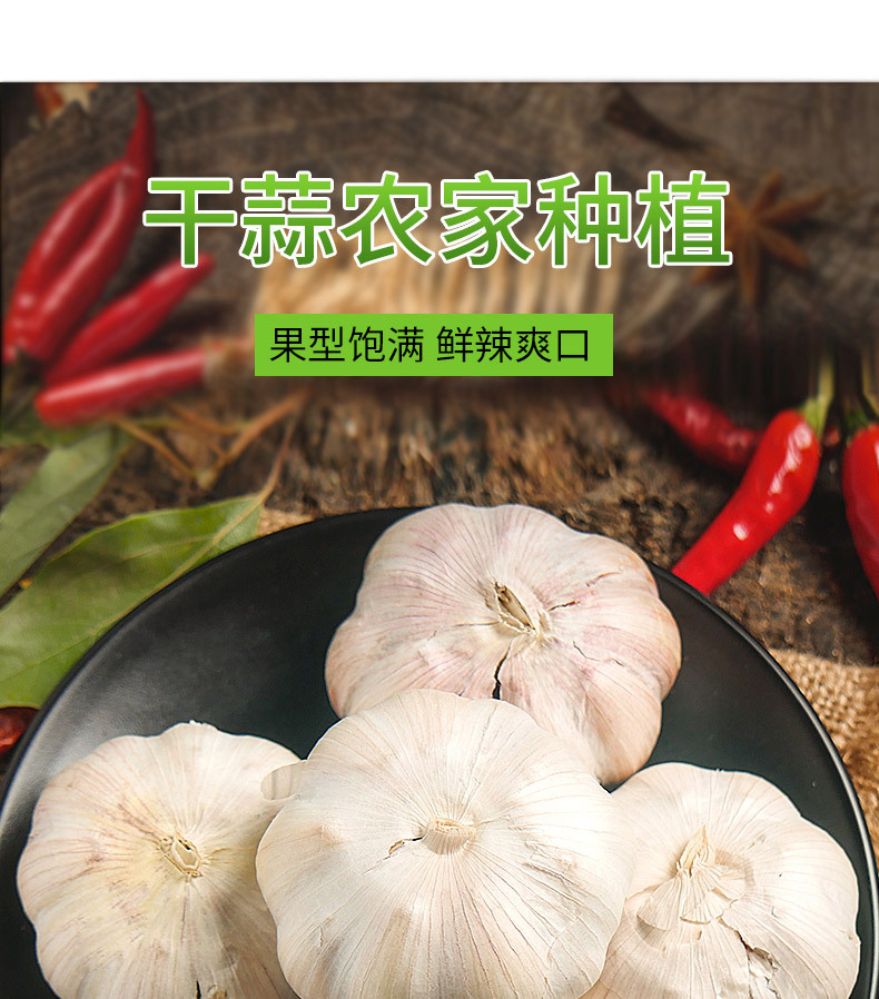 干大蒜_04.jpg