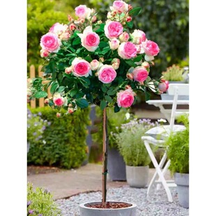 һ�����l��֭�̨�¼������ǘ䘶�����¼������ļ��_����ֲ��õ��