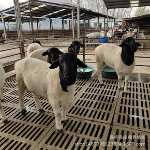 ���^�Ų��d��2�q�N������20ֻ���ް�ĸ�� Сβ����������