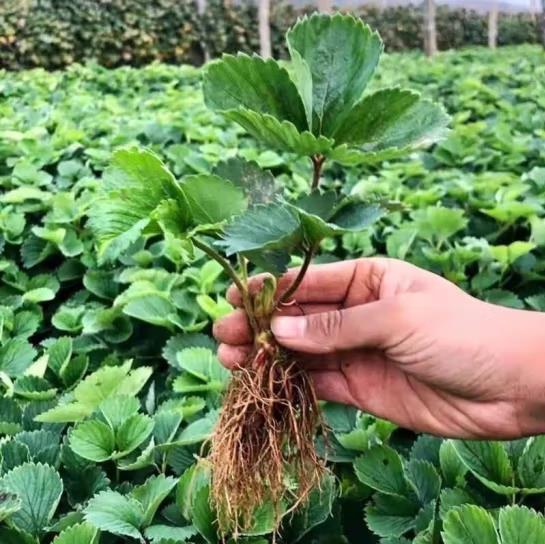 奶油草莓苗四季盆栽草莓苗现挖新鲜保湿发货耐寒地载庭院阳台绿植