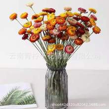 麦秆菊菠萝菊带杆七彩菊小雏菊宝石菊干花装饰家居摆件拍摄道具