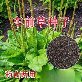种子;草种子;草坪
