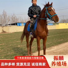 马匹养殖场 蒙古马一匹价格调教成熟蒙古马 伊犁马回收马匹