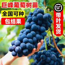 ޷јmꖹõϱͺΌļNֲͥԺ