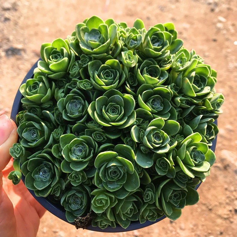 40 산장미 조합 + 플라스틱 화분