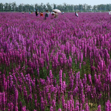 ǧ���˷N��ˮ��ֲ�ﻨ�ܻ����N�Ӳݻ��N�Ӿ��^�G���͝�������N��