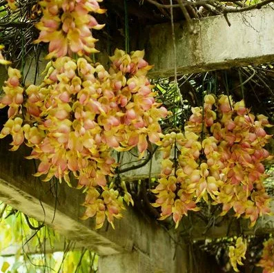 Саженцы вьющиеся Растения горшечные растения зеленые растения цветы вьющиеся лозы Вьющиеся цветы Воробей рассада пушка охрана цветок балкон хорошее размножение