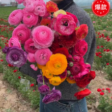 花毛茛种球室内室外四季洋牡丹花种子观花卉植物盆栽好养花苗种根