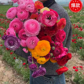花毛茛种球室内室外四季洋牡丹花种子观花卉植物盆栽好养花苗种根