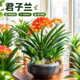 四季君子兰盆栽老苗大小苗花卉植物室内客厅花卉绿植好养圆头和尚