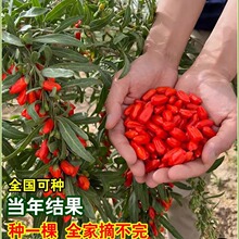 ���lʳ����轘��� ������ ����Y�� �t����Ϸ������ͺ�ֲ��