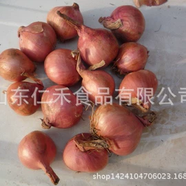 蒜;洋葱;脱水蔬菜