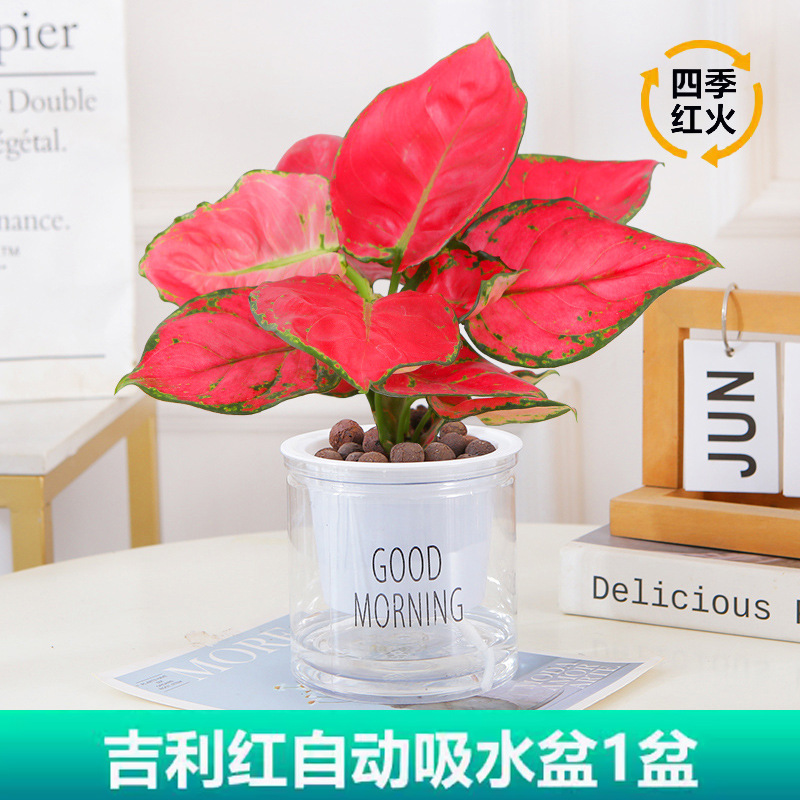 지리홍(좋은 아침 분지) + 영양액