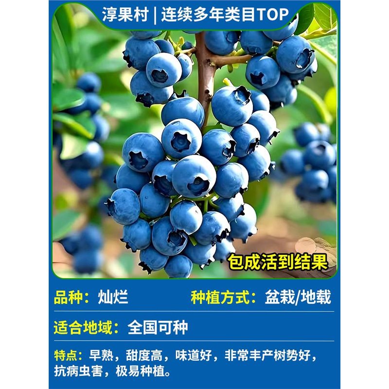 [폭발과 함께 배송되는 특대 묘목] 찬란한(1갤런) 높이 60-70cm(큰 묘목 가지)