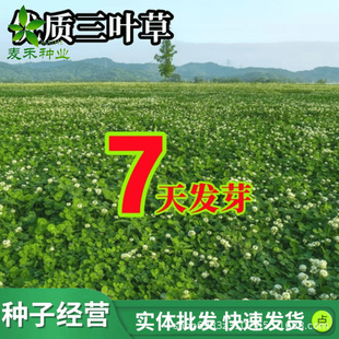 进口白三叶种子红三叶车轴草籽幸运草四季播种绿肥草花草坪种籽孑-阿里巴巴