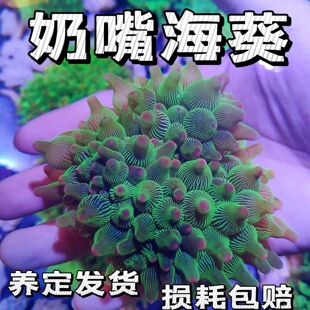 ����������ܛ�w���캣�����cС���~���׺�������ɺ���׺����G