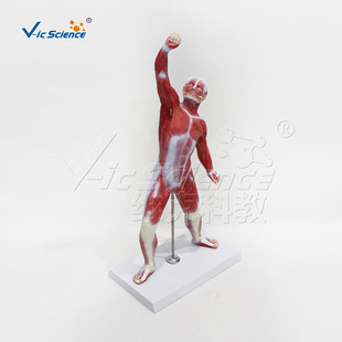 50cm ȫ��������ģ�� �\���ˑB �t�W��Ӗ���ʽ̌W�þ����l