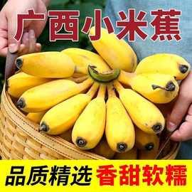 小米蕉广西当季新鲜水果整箱自然熟小香芭蕉批发包邮一件代发